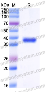 EHD17402, SDS-PAGE