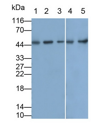 26960