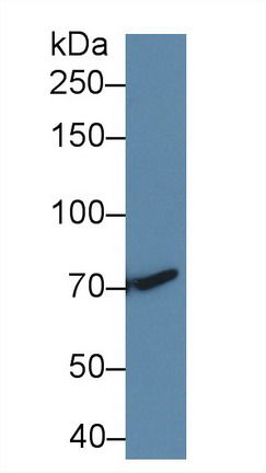 9996