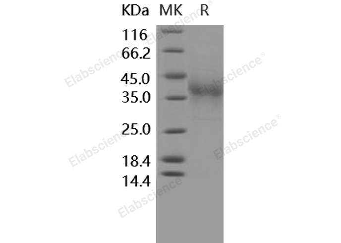 Валидация Elabscience PKSH031642(2299)