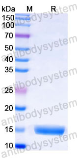 Валидация SDS-PAGE - AntibodySystem RWK80703