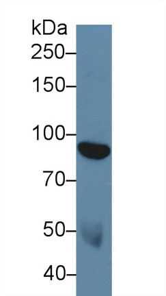 9833