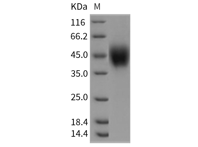 Валидация Elabscience PKSR030324(5668)