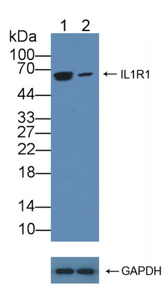 12085