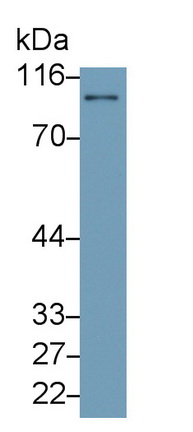 4543