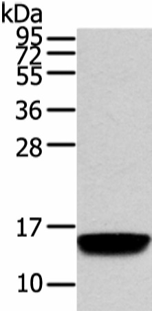 Валидация Elabscience E-AB-17244