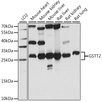 Валидация Elabscience E-AB-91242
