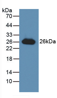 47630