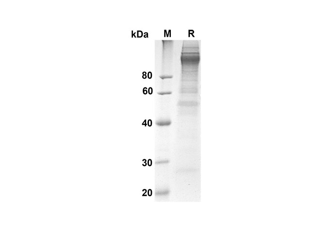 Валидация Elabscience PDMH100228(854)