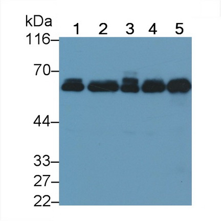 24156
