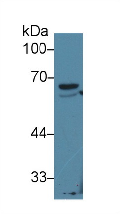 13570