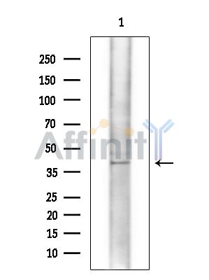 Валидация Affinity DF15163 - 11431