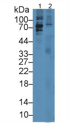 1642