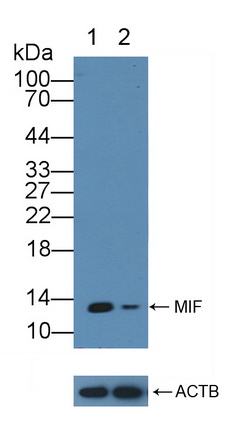 12109