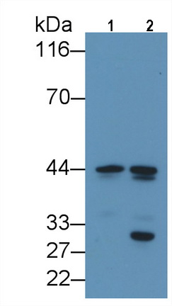 56364