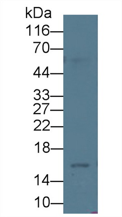64228