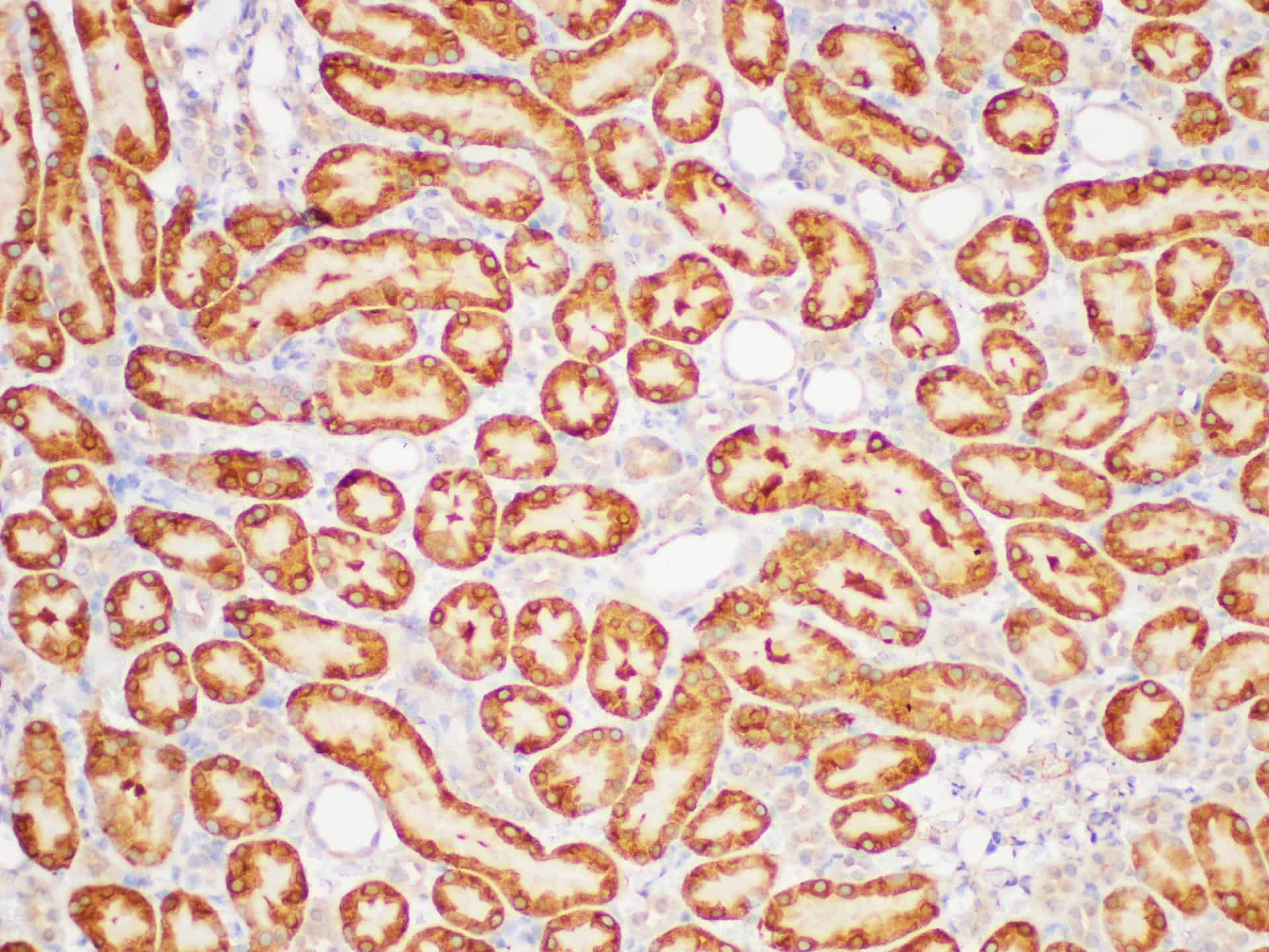 Валидация Elabscience E-AB-40417