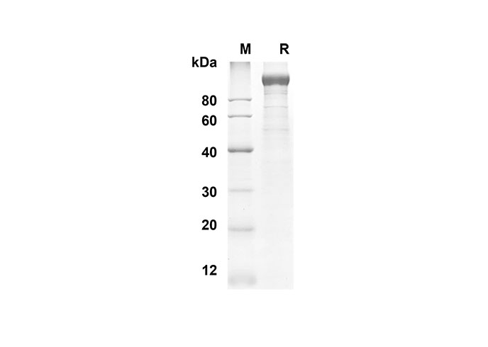 Валидация Elabscience PDMM100106(1076)