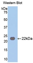 49000