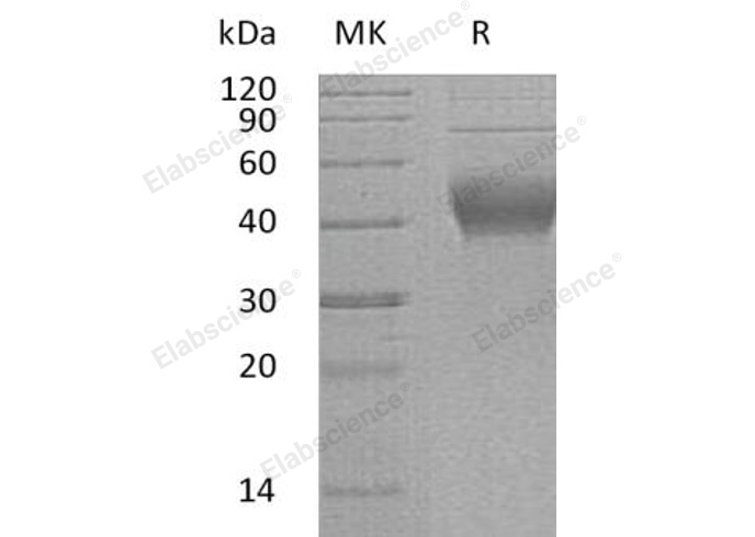 Валидация Elabscience PKSH031300(2041)