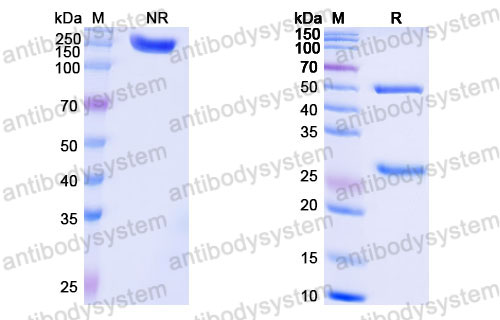 Валидация SDS-PAGE - AntibodySystem FHK17810
