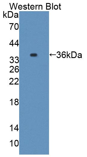 39373