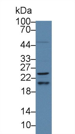 9873