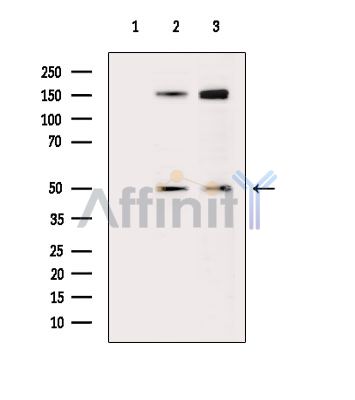 Валидация Affinity DF15576 - 11992
