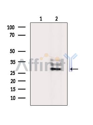 Валидация Affinity DF16090 - 12655