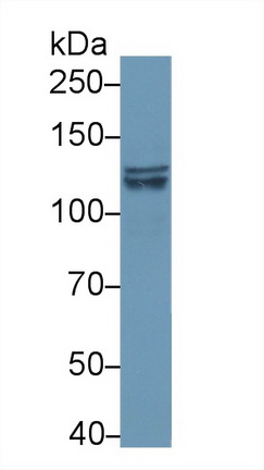 13827