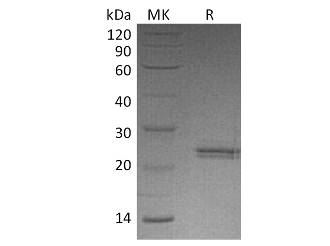 Валидация Elabscience PKSH033716(3994)