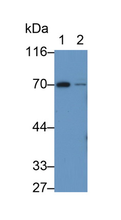 40799