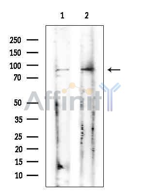 Валидация Affinity DF9352 - 21852