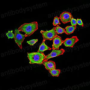 Валидация IF - AntibodySystem RHF12002