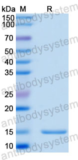 Валидация SDS-PAGE - AntibodySystem RHC35001