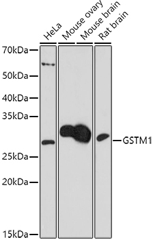 Валидация Elabscience E-AB-91795