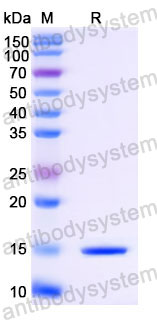 Валидация SDS-PAGE - AntibodySystem RHJ80802