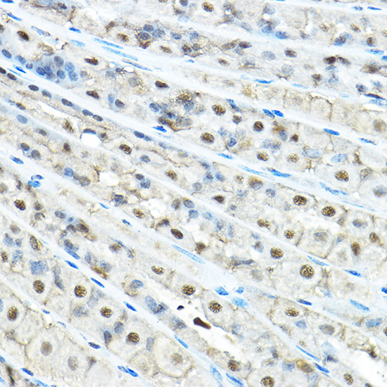 Валидация Elabscience E-AB-92494
