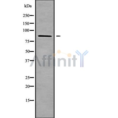 Валидация Affinity DF10057 - 5524