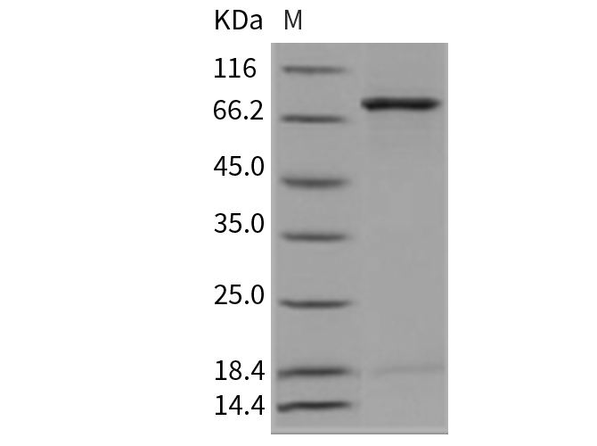 Валидация Elabscience PKSM040293(4305)