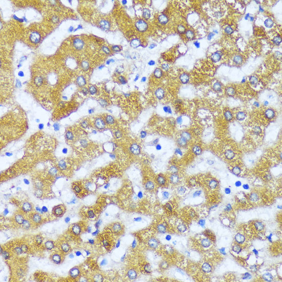Валидация Elabscience E-AB-65966