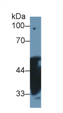 14530