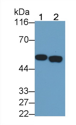 41660
