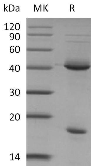 Валидация Elabscience PKSM041374(5268)