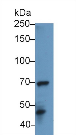 14093