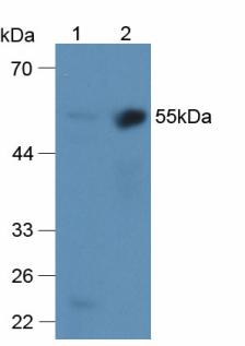 3617