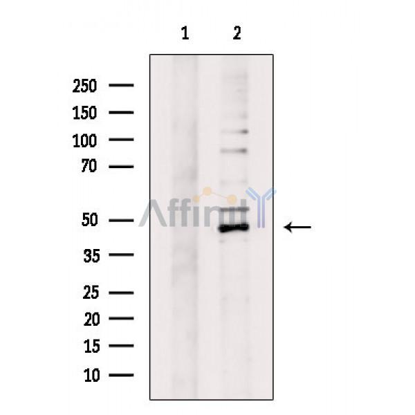 Валидация Affinity DF2768 - 13509