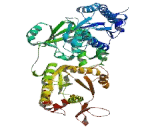 3"-Phosphoadenosine 5"-Phosphosulfate Synthase 1 (PAPSS1)