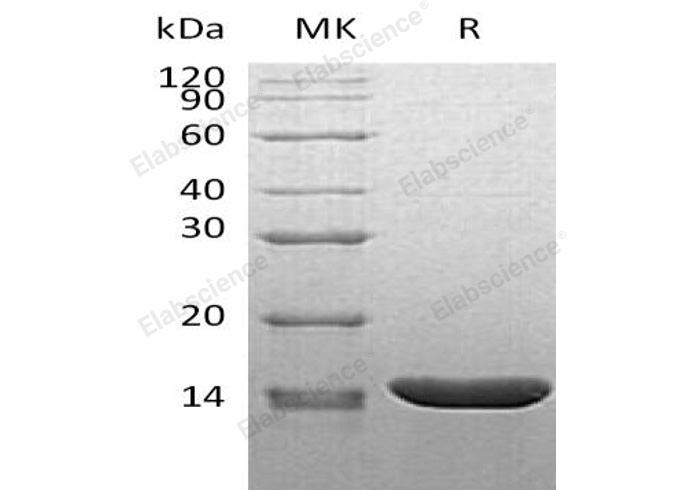 Валидация Elabscience PKSM041176(5084)