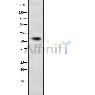 Валидация Affinity DF9182 - 21547